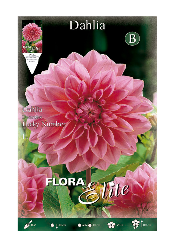 Dalia Decorativa Rosa Flor Grande - Semillas Batlle - Huerto y Jardín